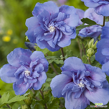 쉬폰무궁화 블루 쉬폰 18cm 포트 겹꽃 초보가능 정원수묘목 꽃나무