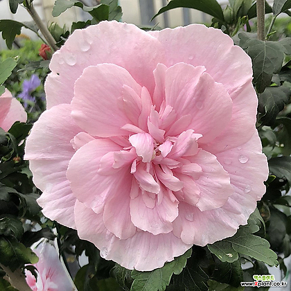 쉬폰무궁화 핑크 쉬폰 18cm 포트 겹꽃 입문용 정원수 수입묘목 꽃나무