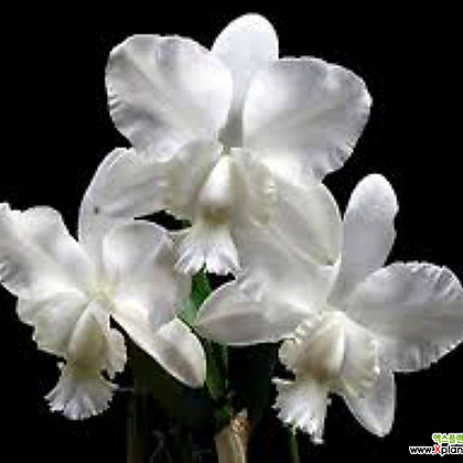 카틀레야원종.dolosa 'Gorgeous'.예쁜흰색.화이트색.꽃모양큰편.꽃모양시원시원한형.좋은향.인기상품.