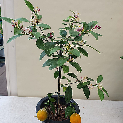 레몬라임나무 향기꽃