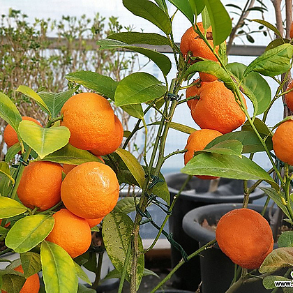 오렌지레몬나무  열매 예뻐요..
