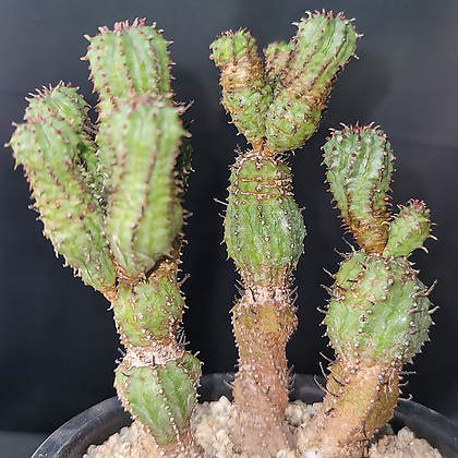 Euphorbia tubiglance(204)묵은둥이/멋진수형
