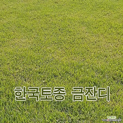 한국 금잔디 뗏장 40-60-4cm 200장(15평용) 섬세한잎 밀도치밀 겨울황금색