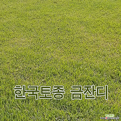 한국 금잔디 뗏장 40-60-4cm 400장(30평용) 섬세한잎 밀도치밀 겨울황금색