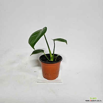 몬스테라(S1) 2024 새상품/인테리어식물/공기정화에 탁월한 고급 식물
