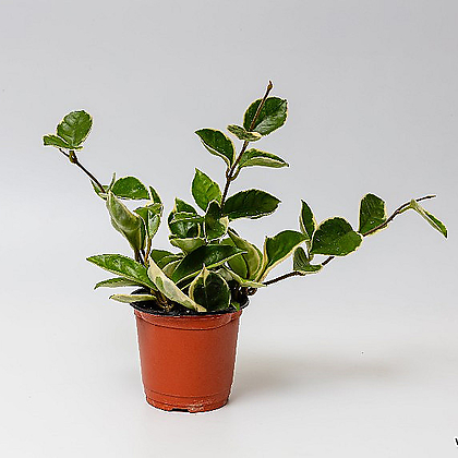 실내공기정화식물 호야 넝쿨 행인플랜트 키우기 쉬운 플랜테리어 식물