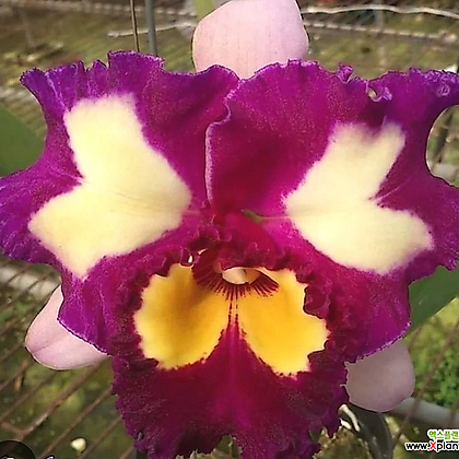 카틀레야.Rlc.Chinese Beauty 'orchid Q.ueen'차이니즈 뷰티 오키드 퀸.예쁜진한핑크.