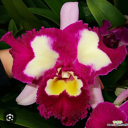 카틀레야.Rlc.Chinese Beauty 'orchid Q.ueen'차이니즈 뷰티 오키드 퀸.예쁜진한핑크