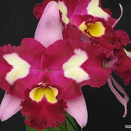 카틀레야.Rlc.Chinese Beauty 'orchid Q.ueen'차이니즈 뷰티 오키드 퀸.예쁜진한핑크