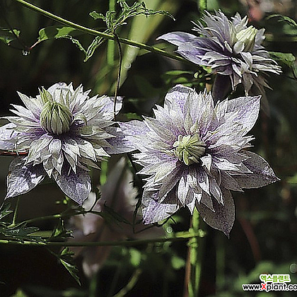 클레마티스- 워터 데몬 (11cm포트) 넝쿨식물 덩쿨식물 으아리 큰꽃으아리 묘목