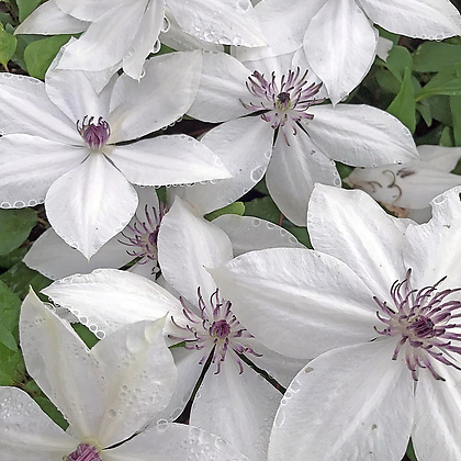 클레마티스- 츠키코 (11cm포트) 넝쿨식물 덩쿨식물 으아리 큰꽃으아리 묘목