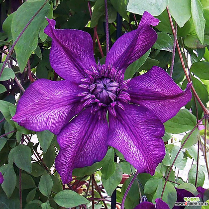 클레마티스- 카시스 (11cm포트) 넝쿨식물 덩쿨식물 으아리 큰꽃으아리 묘목
