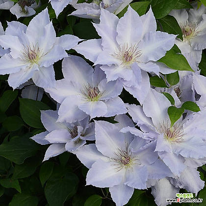클레마티스- 트랭퀼리티  (11cm포트) 넝쿨식물 덩쿨식물 으아리 큰꽃으아리 묘목