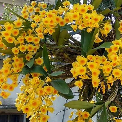 Dendrobium Chrysotoxum.크리소톡숨.고추석곡.재배분.노란색.아주좋은향.인기상품.