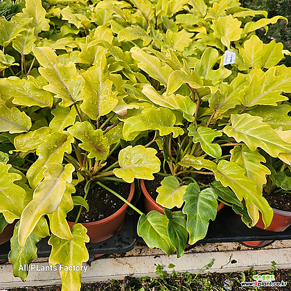 식물공장 형광 제나두셀렘 셀램 반려식물 30-50cm 199