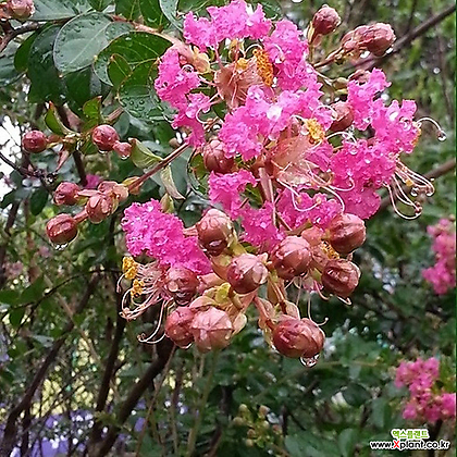 수원예조경 배롱나무 묘목 삽목2년생(분홍색) 백일홍