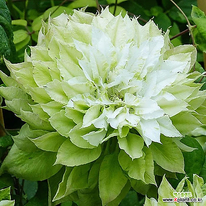 센노카제- 클레마티스 10.5cm 포트묘 ( 큰꽃으아리 / 넝쿨식물 / 봄꽃 )