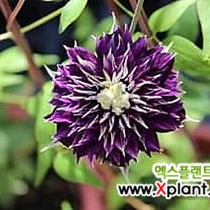 시시마루- 클레마티스 10.5cm 포트묘 ( 큰꽃으아리 / 넝쿨식물 / 봄꽃 )