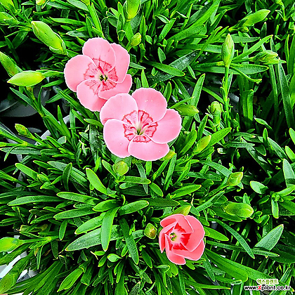 꽃나무드림 핑크 키세스 카네이션 향카네이션 향기패랭이 어버이날 스승의날 야생화