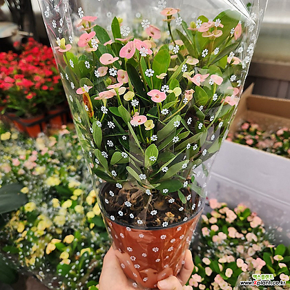 꽃기린 핑크스타 소중품139 연핑크 꽃기린 꽃비종합원예