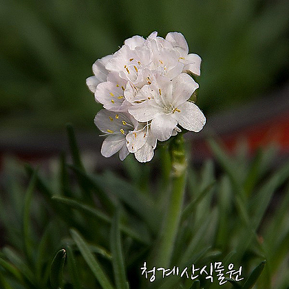 [청계산식물원] 꽃대 흰아르메니아 / 사진촬영 2024년 3월 9일