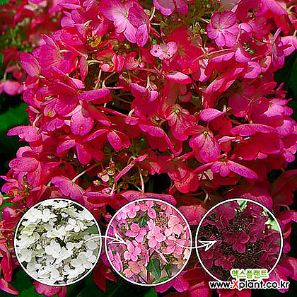 목수국 윔스레드 10cm사각포트 유럽수국나무 월동수국 여름꽃 와인색꽃