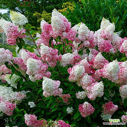 목수국 바닐라프레이즈 10cm사각포트 유럽수국나무 노지월동 여름꽃