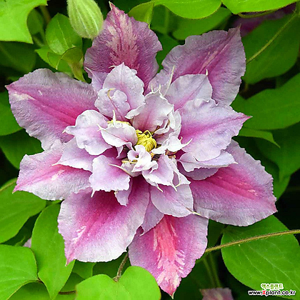 피일루- 클레마티스 18cm 포트묘 ( 큰꽃으아리 / 넝쿨식물 / 봄꽃 )
