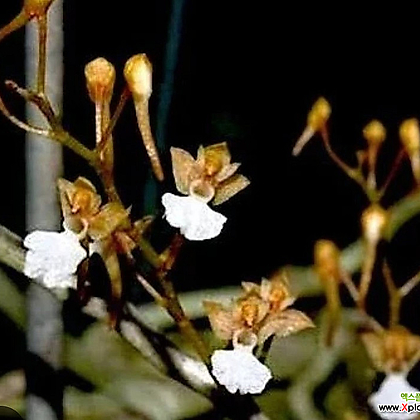 Microcoelia Cornuta.마이크로코일리어 케르누타.네추럴브라운꽃.꽃모양이 앙징맞고 예쁩니다.