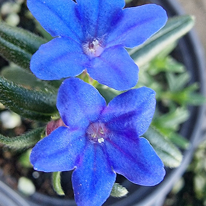 이사도라-파랑꽃