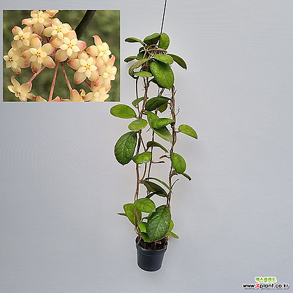 호야 라리사 (Hoya Larisa ) / 잎이큰 라리사