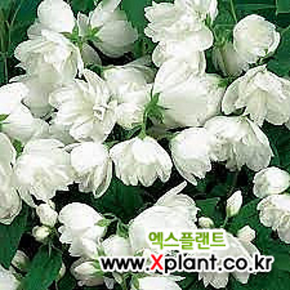 고광나무- 스노우벨 - p9포트 흰꽃 겹꽃 향기 조경수 꽃나무 정원에서