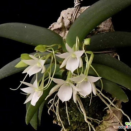 Angraecum leonis.앙그레컴 레오니스.흰색꽃.나무괴목걸이.꽃이 아주 예쁨.인테리어효과.인기상품.