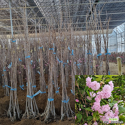 겹벚나무 묘목 접목1년생 (상묘) 관상수 꽃나무 [모든원예조경]