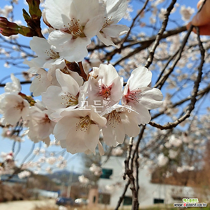 왕벚나무 묘목 접목1년생 (상묘) 관상수 꽃나무 [모든원예조경]