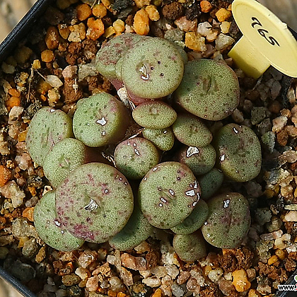 Obscurum sponsaliorum 스폰살리오룸 약25두