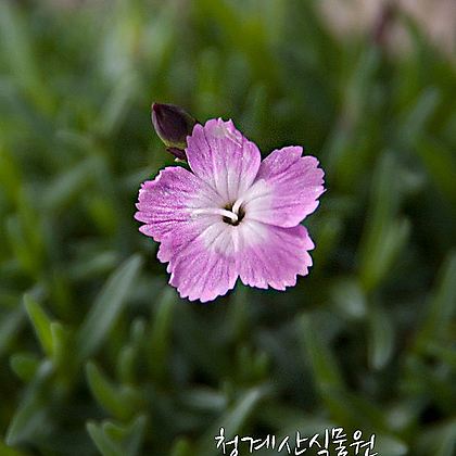 [청계산식물원] 꽃대 다까네패랭이 / 사진촬영 2024년 3월 12일