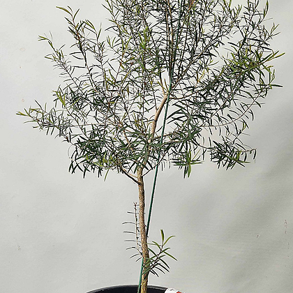 티트리나무 (70-80cm)