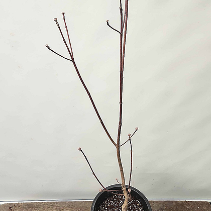 그린 산딸나무(연연두색꽃/85-95cm/남부수종야생화)
