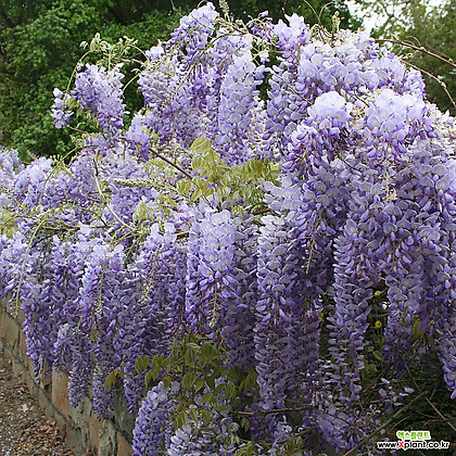 등나무 프로리픽 P15포트 향기 꽃나무 녹음수 넝쿨식물 덩굴 정원묘목
