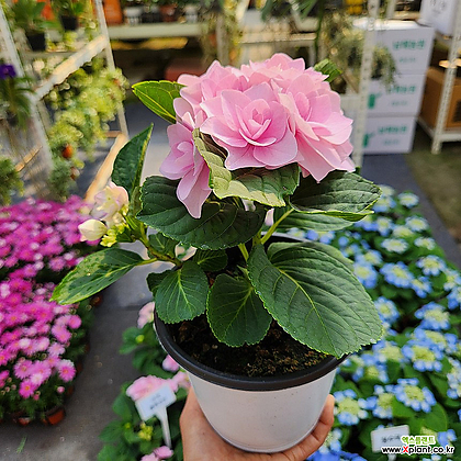 플루오린 수국 중품149 분홍색꽃 꽃비종합원예