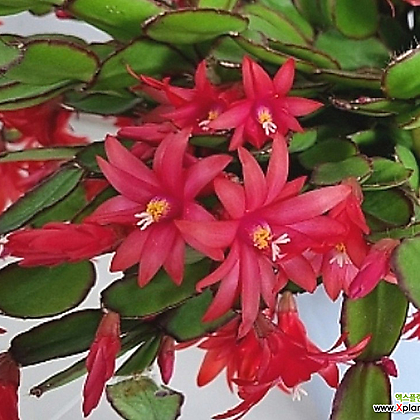 [하와이꽃집]원종게발선인장 세일해 대품 색상 빨강 다홍 랜덤발송