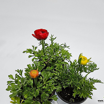 구근식물 라넌큘러스 나낭 부케꽃 실내인테리어꽃