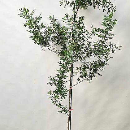 은엽 아카시아(160-170cm/착불)
