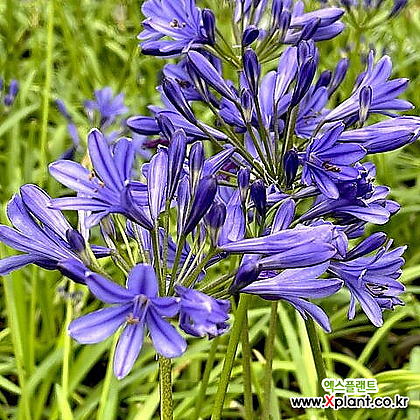 아가판서스 - 스태어리 나이트-  P9포트묘 파랑색꽃 야생화꽃 나무묘목