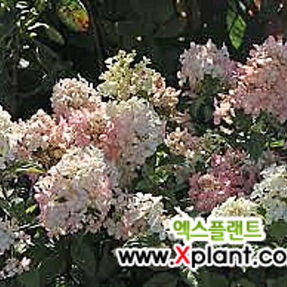 쁘띠스타- 목수국 P9포트묘 왜성종 수국 정원수 꽃나무묘목