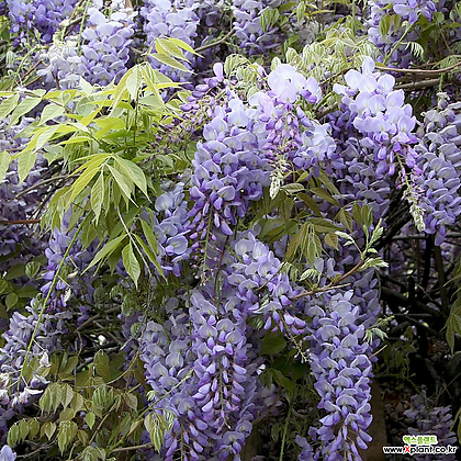 등나무 캐롤라인 P15포트 조기개화 향기 봄꽃 녹음수 넝쿨묘목 덩굴나무