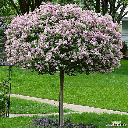 스탠다드 라일락 팔라빈 18cm포트 고접목 왜성 개화주 묘목 봄꽃나무