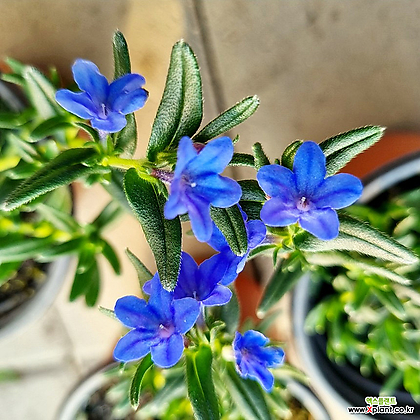 이사도라 / 이소도라 (Lithodora diffusa 'Heavenly Blue')