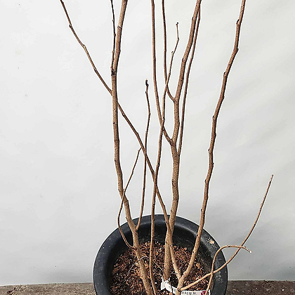박태기나무(야생화/110-120cm)